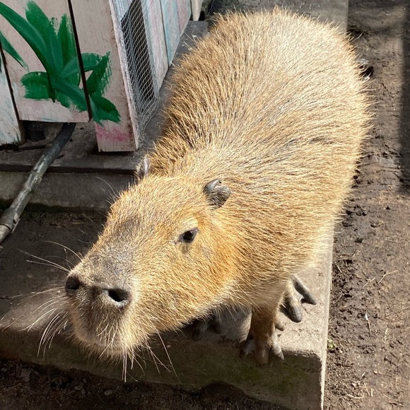 Meet your Posher, Tabatha - Picture 5 of 5